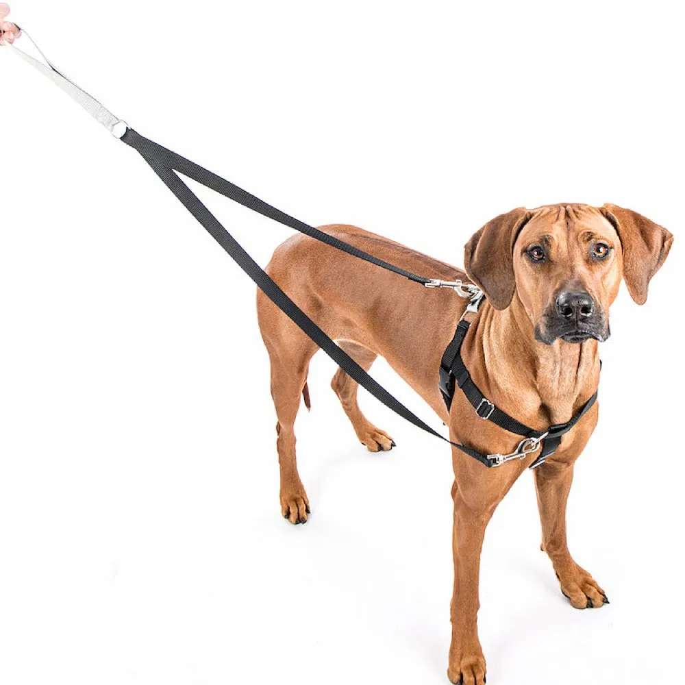 2 Hounds Design Freedom No-Pull Dog Harness & Leash - Turquoise/Silver