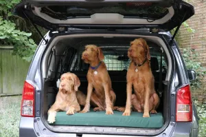 Dog Beds for Cars and Kennels
