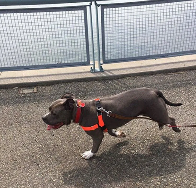 Freedom No-Pull Harness