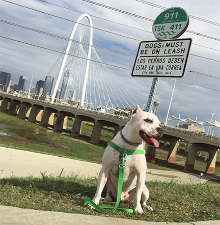 Freedom No-Pull Harness