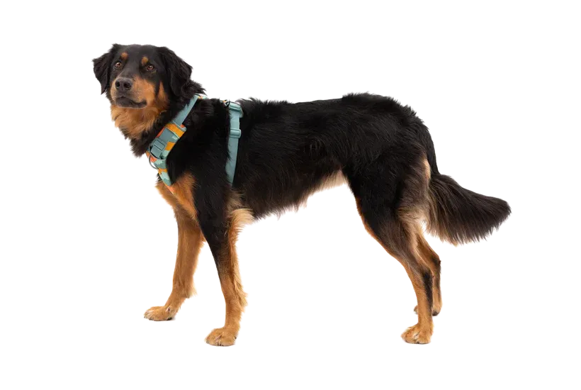 Front Range® Dog Harness - River Rock Green
