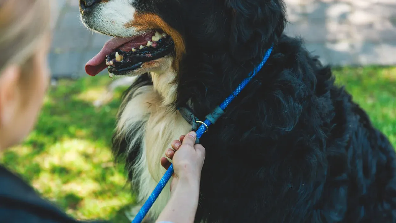 Ruffwear Dog Leash: Just-a-Cinch 2024