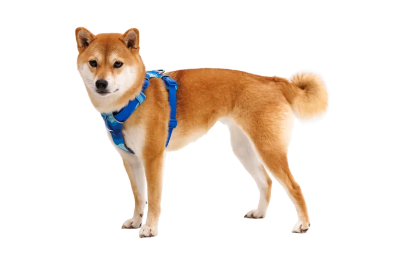 Ruffwear Dog No-Pull Harness, Front Range