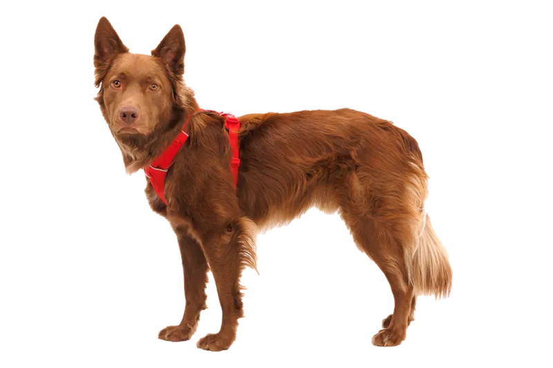 Ruffwear Dog No-Pull Harness, Front Range