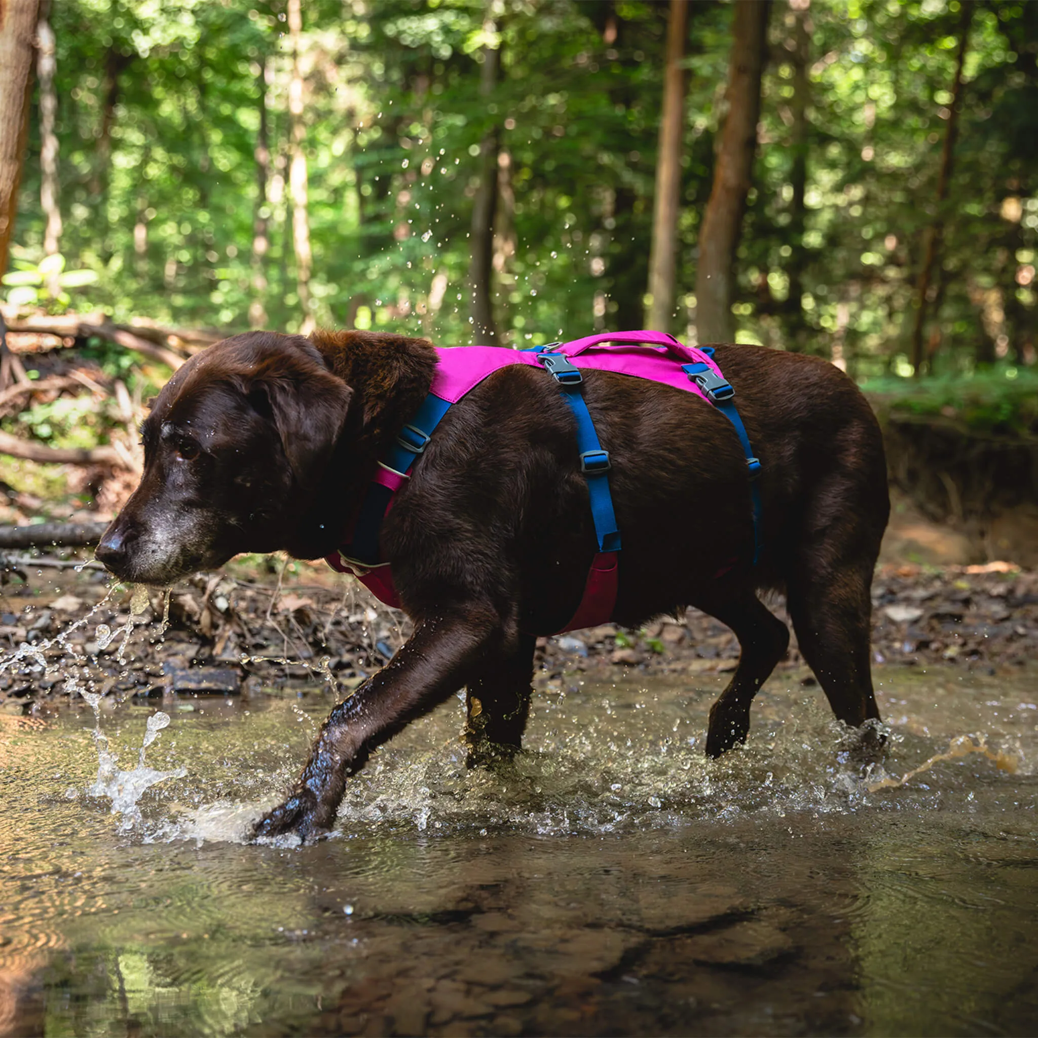 Ruffwear Flagline Harness for Dogs