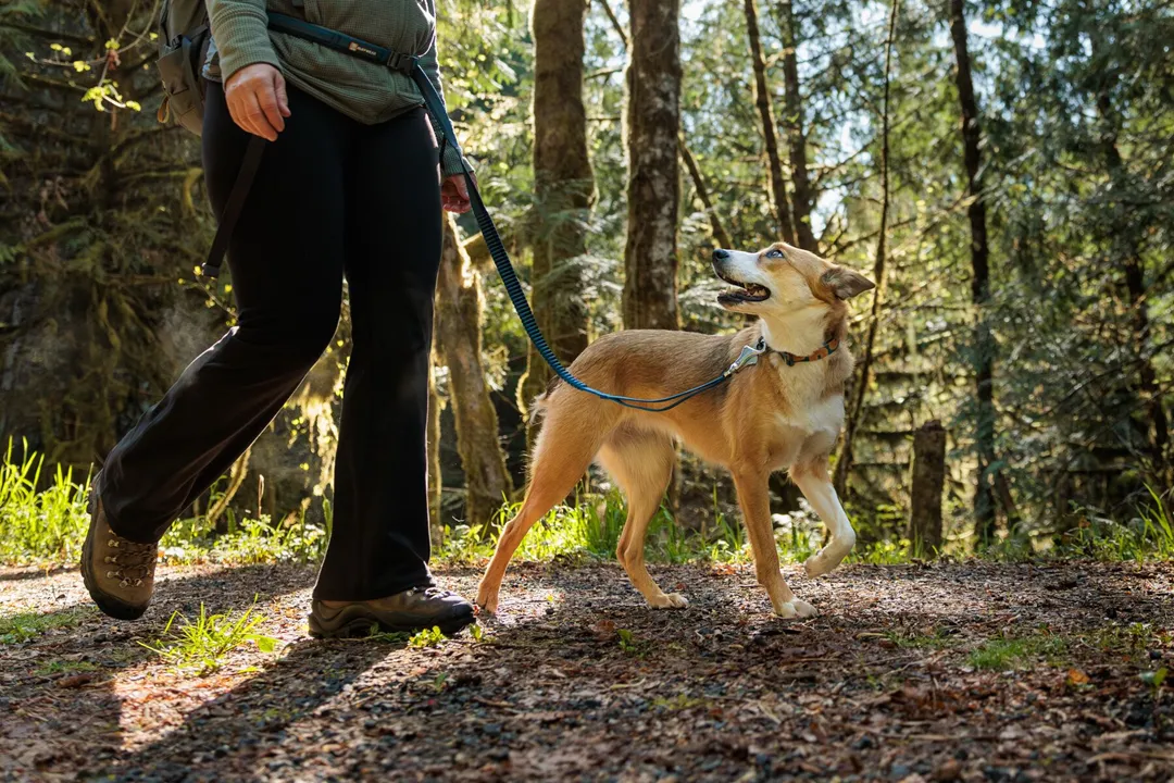 Ruffwear Roamer Bungee Dog Leash