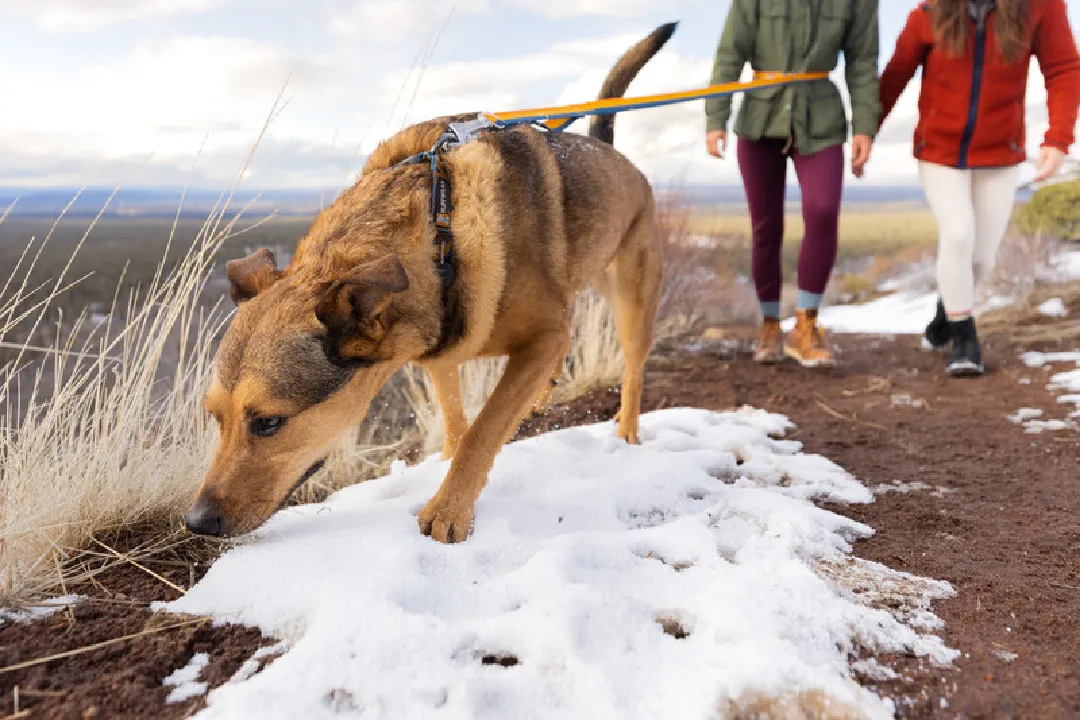 Ruffwear Roamer Bungee Dog Leash