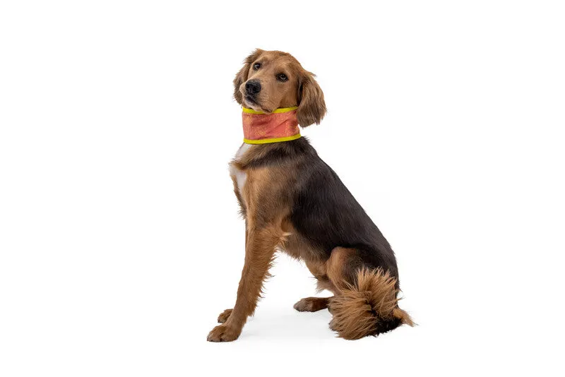 Ruffwear Swamp Cooler™ Cooling Neck Gaiter for Dogs