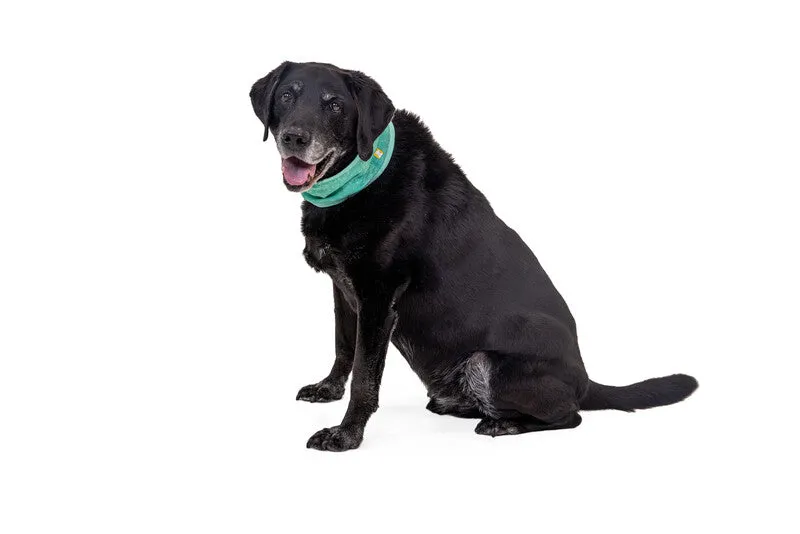 Ruffwear Swamp Cooler™ Cooling Neck Gaiter for Dogs